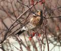 Fieldfare.jpg