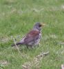 Fieldfare~0.jpg