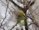 Firecrest~0.jpg