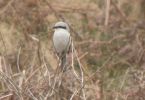 Great_Grey_Shrike_2.jpg