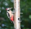 Great_Spotted_Woodpecker.jpg