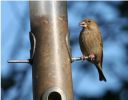 Greenfinch_2.jpg