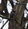 Lesser_Spotted_Woodpecker_LF.jpg