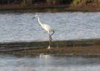 Little_Egret_Alkborough.jpg