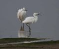 Little_Egrets.jpg