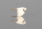 Little_egrets_10_9_08.jpg