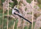 Long_Tailed_Tit.jpg