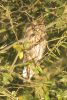 Long_eared_owl.jpg