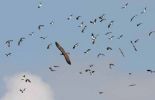 Osprey_and_lapwing.jpg