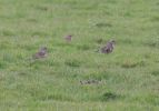 Redwing_Fieldfare.jpg