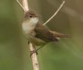 Reed_Warbler_5_lf.jpg