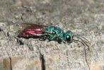 Ruby_Tailed_Wasp.jpg