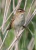 Sedge_Warbler.jpg