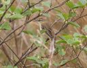 Sedge_Warbler~0.jpg