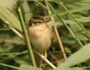 Sedge_warbler_2.jpg