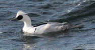 Smew_3.jpg