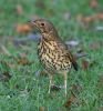 Song_Thrush.jpg