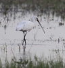 Spoonbill_4.jpg