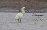 Spoonbill~0.jpg