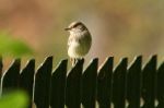 Spotted_Flycatcher_2.jpg