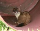 Stoat_in_a_barrel.jpg