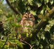 Tawny_Owl_F.jpg