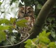 Tawny_owl_2.jpg