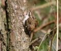 Tree_creeper_2~0.jpg