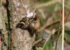 Tree_creeper~0.jpg