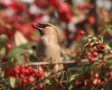 Waxwing.jpg