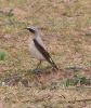 Wheatear.jpg