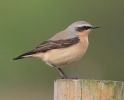 Wheatear_2.jpg