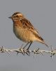 Whinchat.jpg