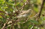 Willow_Warbler_July_2008.jpg