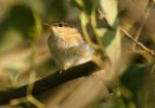 Willow_warbler.jpg