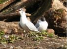 black_headed_gulls.jpg