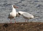 black_headed_gulls_2.jpg