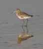 black_tailed_godwit.jpg