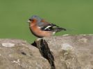 chaffinch.jpg