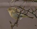 chiffchaff.jpg