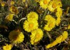 coltsfoot.jpg