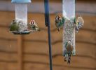 goldfinches.jpg