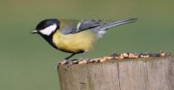 great_tit.jpg