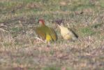 green_woodpeckers_2.jpg