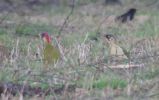 green_woodpeckers_3.jpg