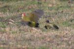 green_woodpeckers_4.jpg