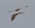 marsh_harriers.jpg