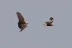 marsh_harriers_2.jpg