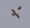 marsh_harriers_3.jpg