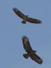 pair_buzzards_2.jpg